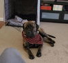 Boomer-ADOPTED