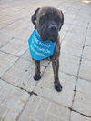 Boomer-ADOPTED
