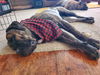 Boomer-ADOPTED