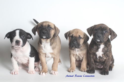 Female puppies  ADOPTED