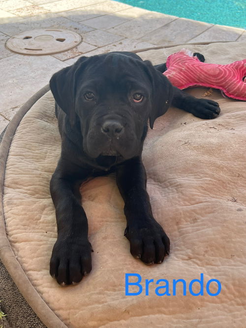 BRANDO