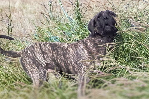 BAXTER