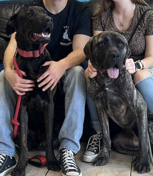 BAXTER   ADOPTED