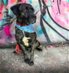 adoptable Dog in goodyear, AZ named LOUIE