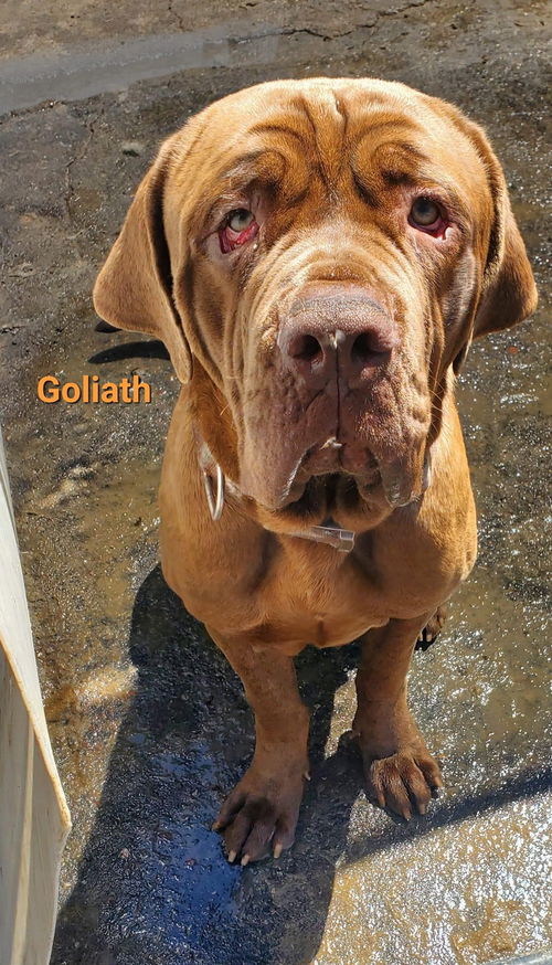 GOLIATH