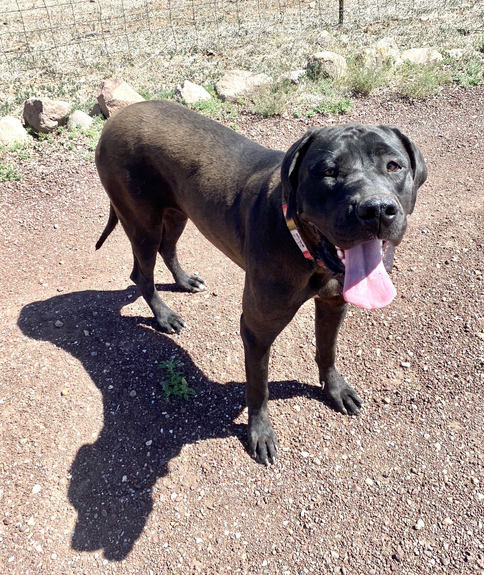 Dog for Adoption - Olive, a Great Dane in Alhambra, AZ | Alpha Paw