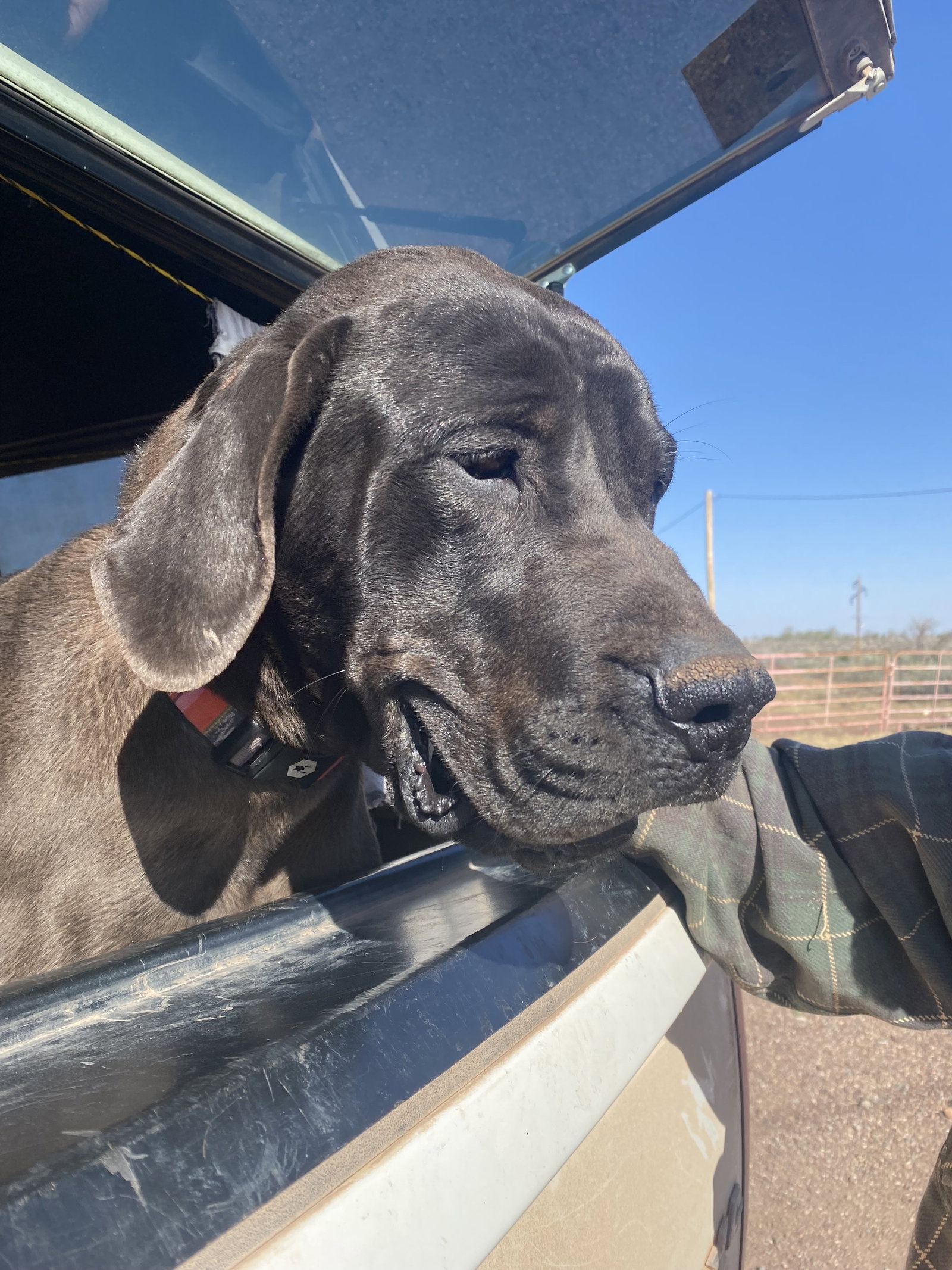 Dog for Adoption Olive, a Great Dane in Alhambra, AZ Alpha Paw