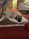 MILLIE- ADOPTED