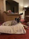 MILLIE- ADOPTED