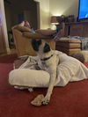 MILLIE- ADOPTED