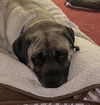 MILLIE- ADOPTED