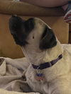 MILLIE- ADOPTED