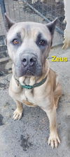 ZEUS  ADOPTED