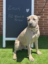 ZEUS  ADOPTED