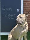 ZEUS  ADOPTED