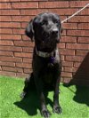 adoptable Dog in goodyear, AZ named BELLA