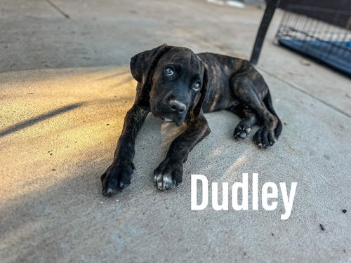 Dudley  ADOPTED