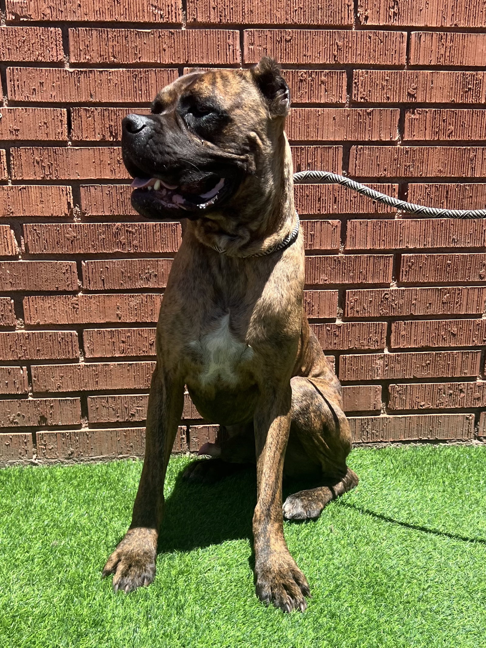 Dog adoption in Goodyear, AZ 85338 Cane Corso Mastiff Dog "Kyro"