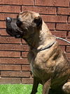 Kyro