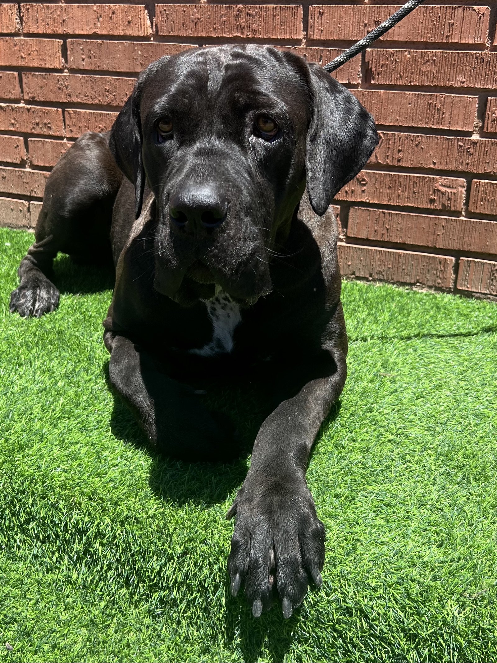 adoptable Dog in Goodyear, AZ named Piper