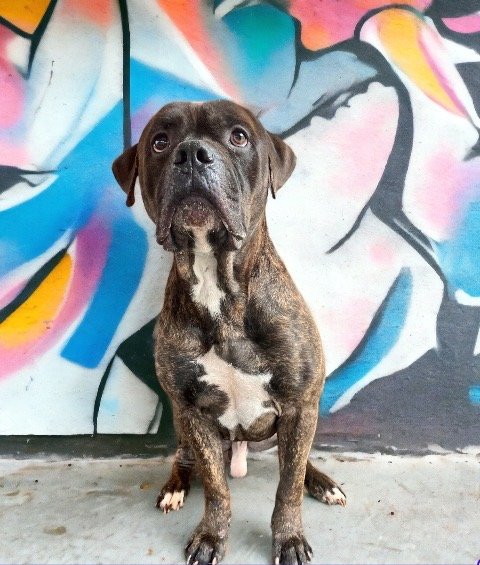 adoptable Dog in Goodyear, AZ named Leroy