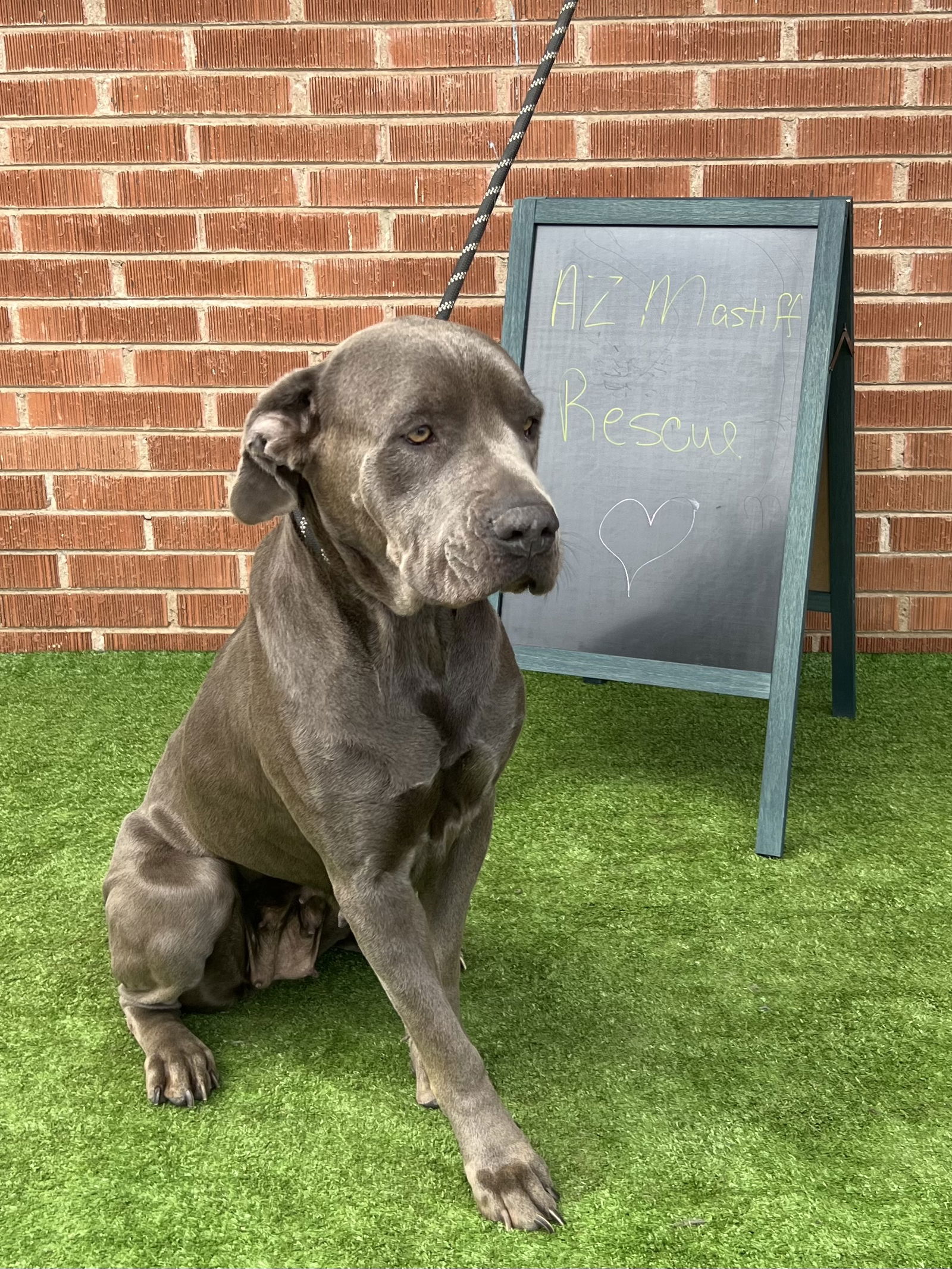 adoptable Dog in Goodyear, AZ named Sonia