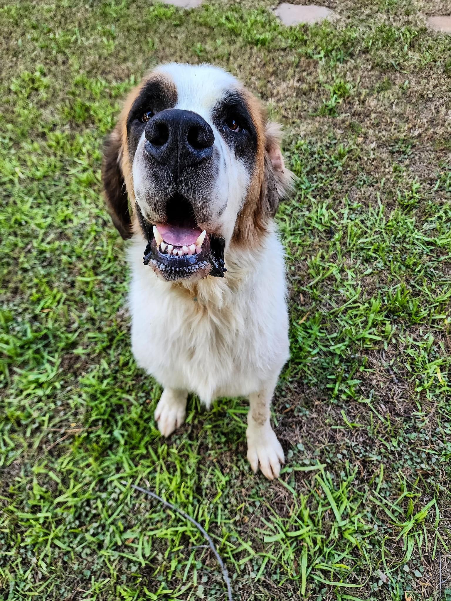 adoptable Dog in Goodyear, AZ named Hogan