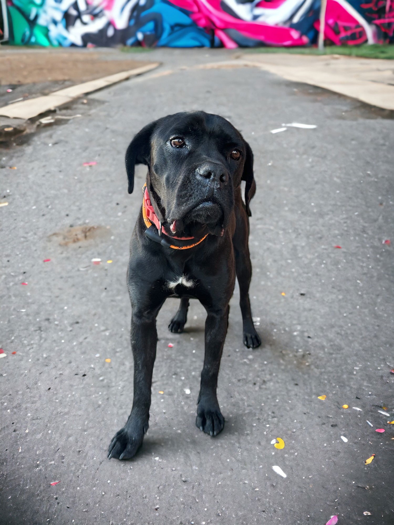 adoptable Dog in Goodyear, AZ named LUCY