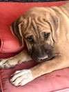 Kinsley ADOPTED