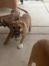 Kinsley ADOPTED