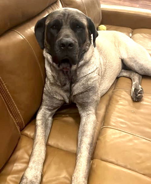 Megan ADOPTION PENDING