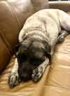 Megan ADOPTION PENDING