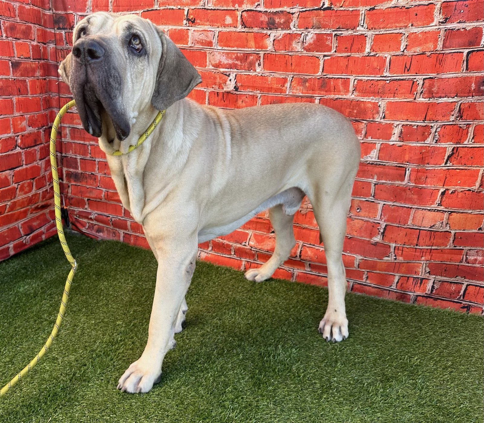 adoptable Dog in Goodyear, AZ named RUMBLE