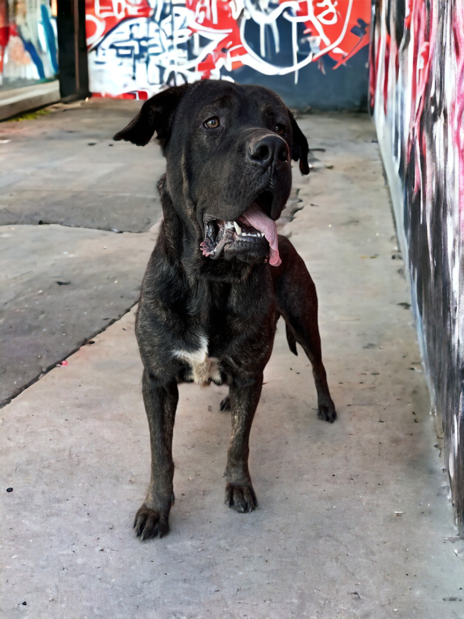 adoptable Dog in Goodyear, AZ named BO