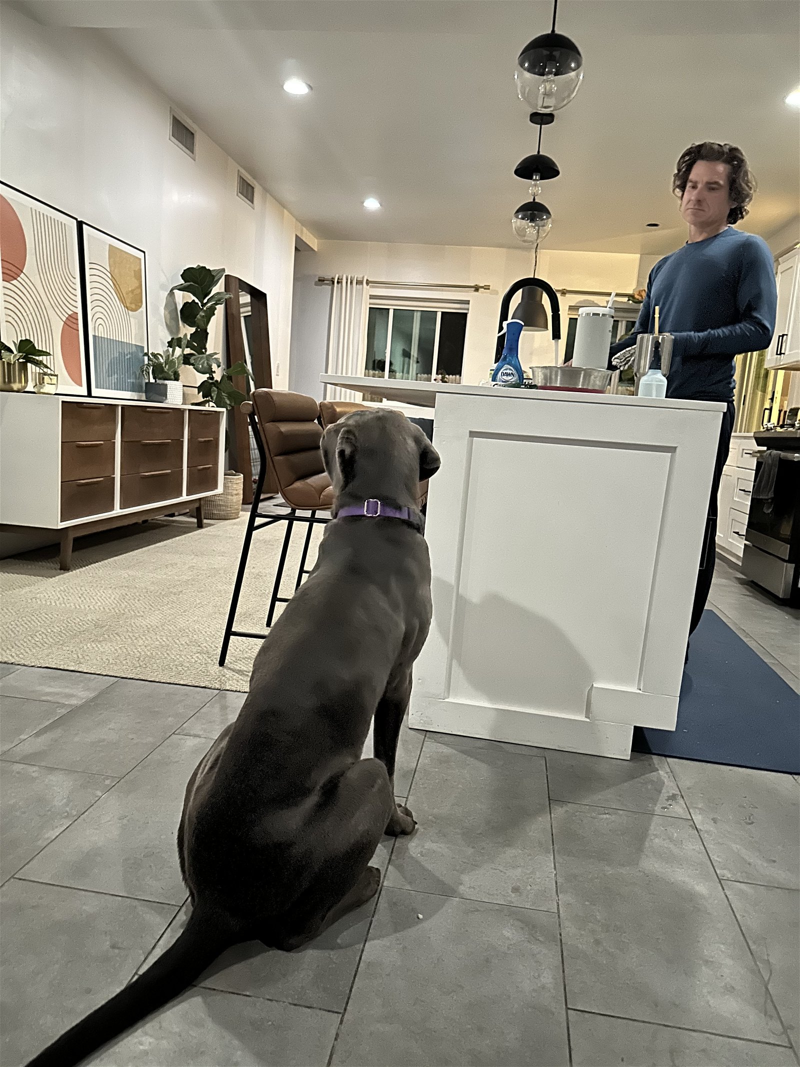 adoptable Dog in Goodyear, AZ named Maggie adoption pending