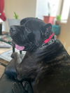 Mia adopted
