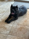 Mia adopted