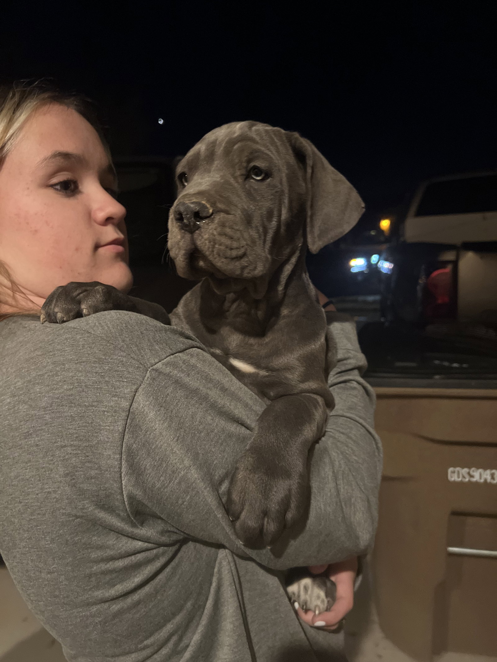 Dog for Adoption Bree, a Cane Corso Mastiff in Queen Creek, AZ