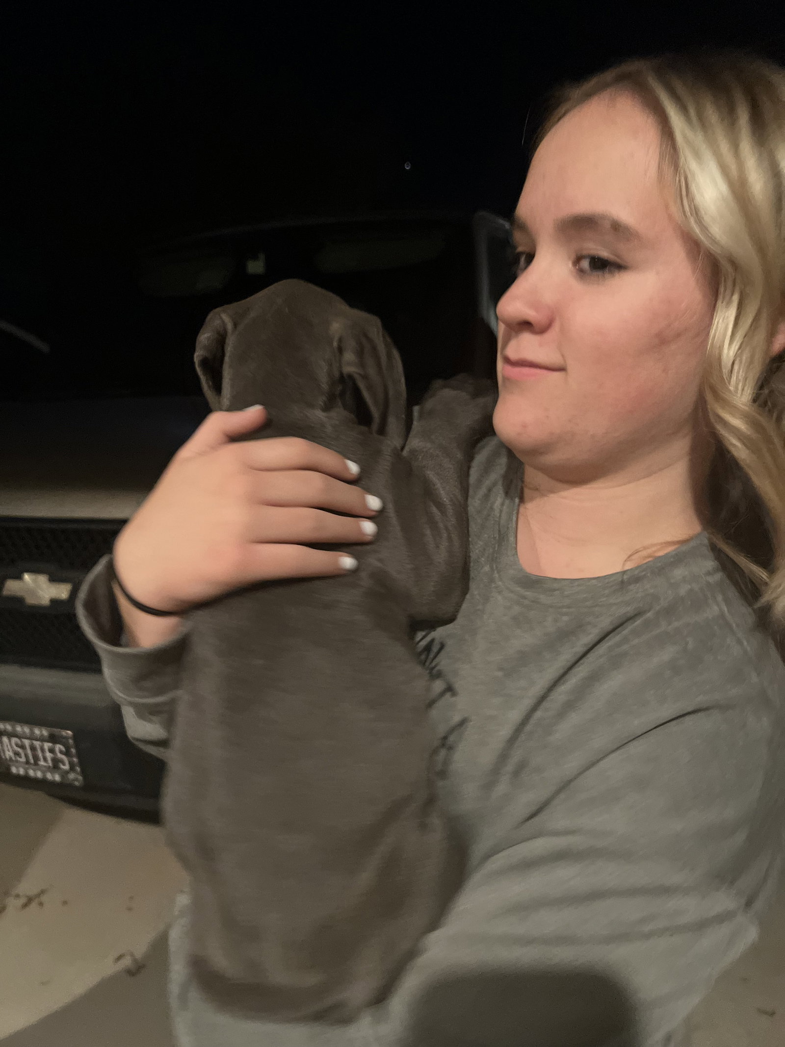 Dog for Adoption Bree, a Cane Corso Mastiff in Queen Creek, AZ