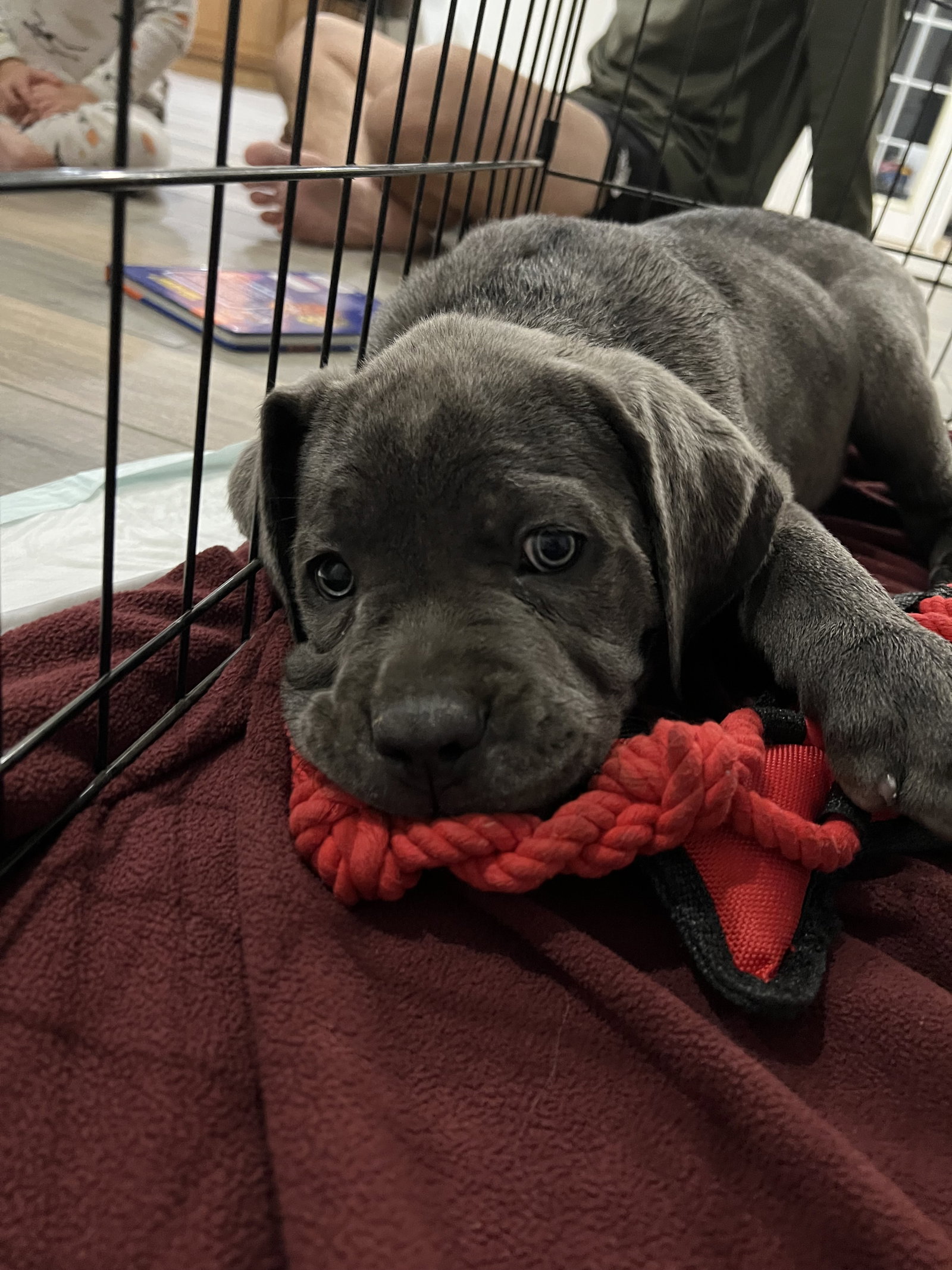 Dog adoption in Goodyear, AZ 85338 Cane Corso Mastiff Dog "Brooklyn"