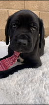 Maxwell adopted