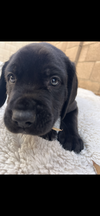 Maxwell adopted