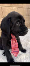 Maxwell adopted