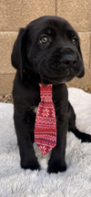 Maxwell adopted