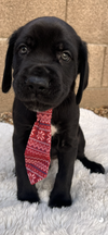 Maxwell adopted