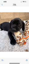 Maxwell adopted