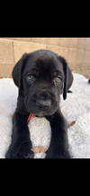 Maxwell adopted