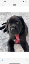 Maxwell adopted