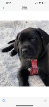 Maxwell adopted