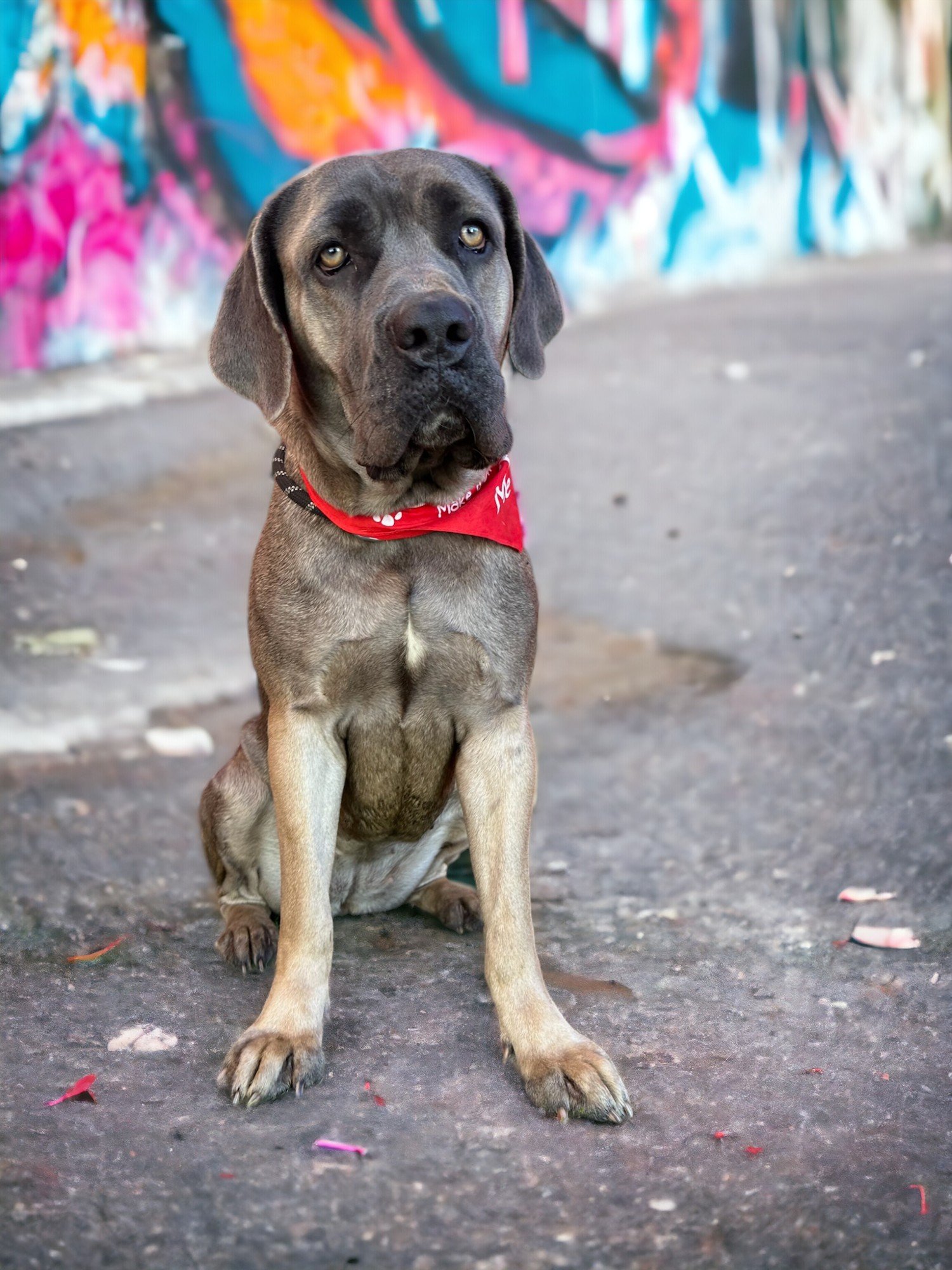 adoptable Dog in Goodyear, AZ named GRACE